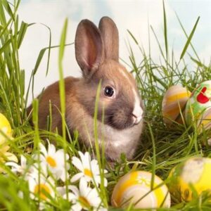 osterhasen bilder