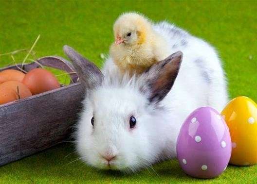 ᐅ schöne osterbilder - Ostern GB Pics - GBPicsBilder schöne-osterbilder_11