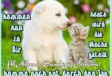 ᐅ witzige mittwochsbilder - Montag GB Pics - GBPicsBilder