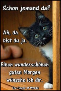 witzige guten morgen spruche facebook