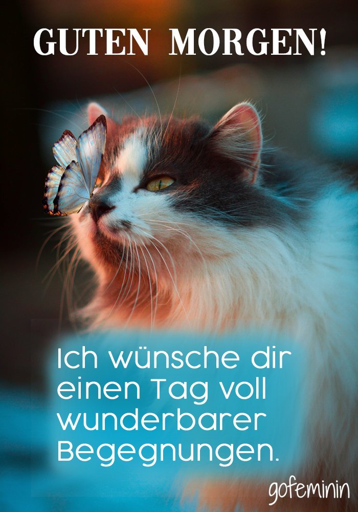 45++ Lustige bilder mit spruch ideas