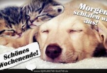 ᐅ schones wochenende bilder hunde - Montag GB Pics - GBPicsBilder