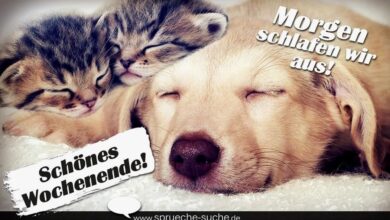 ᐅ schones wochenende bilder hunde - Dienstag GB Pics - GBPicsBilder