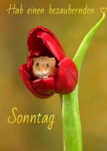 sonntagsgruse bilder