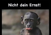 ᐅ erst mittwoch spruche - Mittwoch GB Pics - GBPicsBilder