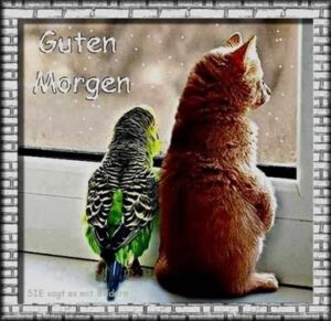 lustige guten morgen bilder tiere