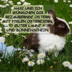 whatsapp oster bilder