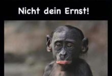 ᐅ erst mittwoch spruche mittwoch pics - Mittwoch GB Pics - GBPicsBilder
