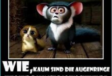 ᐅ lustige dienstagsbilder - Dienstag GB Pics - GBPicsBilder