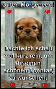 sonntag morgen bilder lustig pics