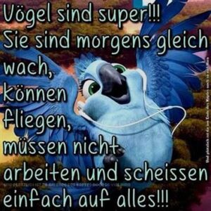 witzige guten morgen spruche mit bilder pics