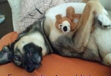 ᐅ wochenende bilder hund - Wochenende GB Pics - GBPicsBilder