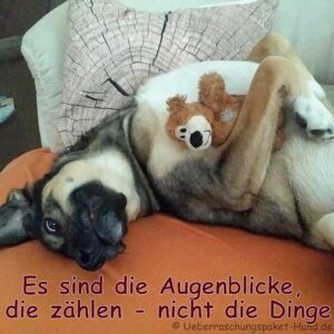 wochenende bilder hund