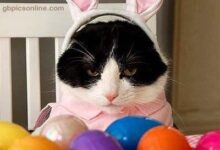 ᐅ frohe ostern bilder lustig - Ostern GB Pics - GBPicsBilder