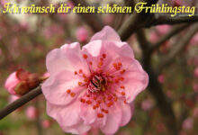 ᐅ frühlingsbilder - Frühling GB Pics - GBPicsBilder