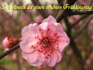 frühlingsbilder