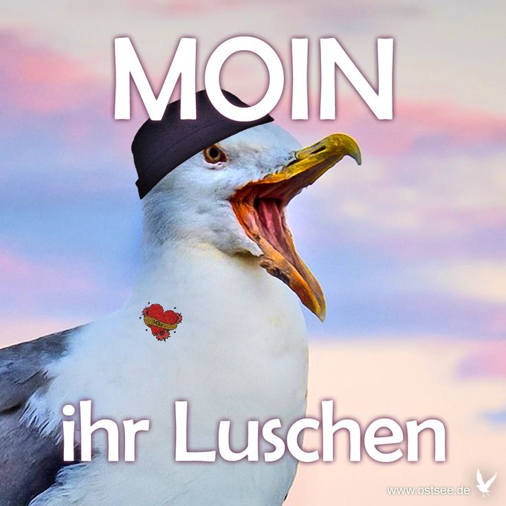 Guten Morgen ihr Luschen Bilder