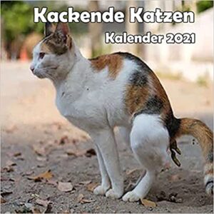 lustige katzen bilder