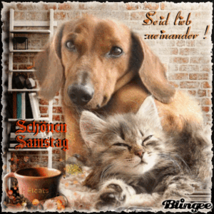 samstags bilder 2